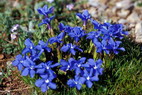 Flore alpine - Fleurs de printemps - Gentiane  printanire - Gentiana verna - Gentianaces