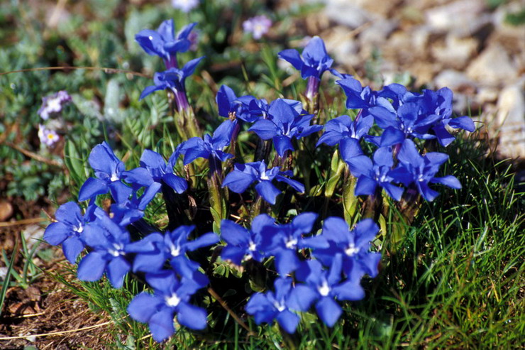 Flore alpine - Fleurs de printemps - Gentiane  printanire - Gentiana verna - Gentianaces