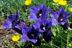 Flore alpine - Fleurs de printemps - Gentiane de Koch / G. acaule - Gentiana Kochiana (= G. acaulis) - Gentianaces