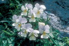 Flore alpine - Fleurs de printemps - Pense des Alpes / Violette  peron - Viola calcarata - Violaces