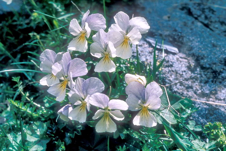 Flore alpine - Fleurs de printemps - Pense des Alpes / Violette  peron - Viola calcarata - Violaces