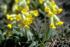 Flore alpine - Fleurs de printemps - Coucou / Primevre officinale - Primula veris - (= P. officinalis) - Primulaces