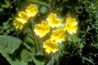 Flore alpine - Fleurs de printemps - Primevre  grandes fleurs - Primula vulgaris - Primulaces