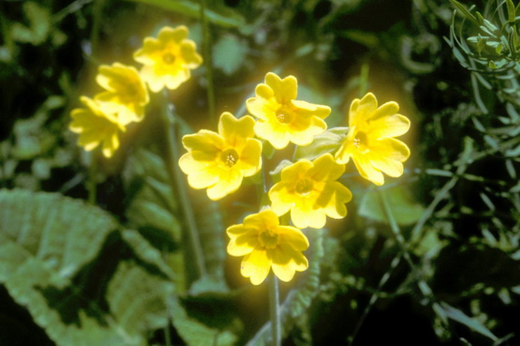 Flore alpine - Fleurs de printemps - Primevre  grandes fleurs - Primula vulgaris - Primulaces