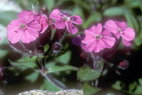 Flore alpine - Fleurs de printemps - Saponaire des rochers / Saponaire de Montpellier - Saponaria ocymoides - Caryophyllaces