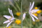 Flore alpine - Fleurs de printemps - Petit lis / Lis de Saint-Bernard - Antherium liliago - Liliaces