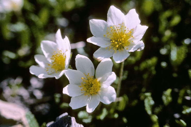Flore alpine - Fleurs de printemps - Dryade  huit ptales / Chnette - Dryas octopetalis - Rosaces 