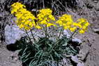 Flore alpine - Fleurs de printemps - Vlar - Erysemum ?? - Brassicaces (= Crucifres)