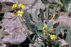 Flore alpine - Fleurs de printemps - Chou de Richer - Coincya richeri - Brassicaces (= Crucifres)