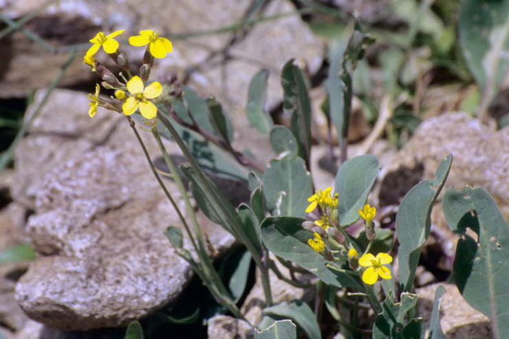 Flore alpine - Fleurs de printemps - Chou de Richer - Coincya richeri - Brassicaces (= Crucifres)