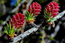 Fleurs et bourgeons de mélèze - Larix decidua - Pinacées