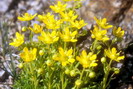 Flore arctique - Saxifrage faux aïzoon - Saxifrage aizoides - Saxifragacées