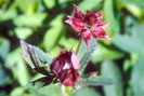 Flore arctique - Potentille des marais ou Comaret - Potentilla palustris = Comarum palustre - Rosacées