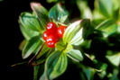 Flore arctique - Cornouiller de suède - Swedish bunchberry - Cornus suecica - Cornacées