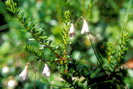 Flore arctique - Linnée boréale - Linnaea borealis - Caprifoliacées