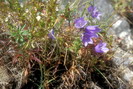 Flore arctique - Campanule de Scheuchzer - Campanula scheuchzeri - Campanulacées